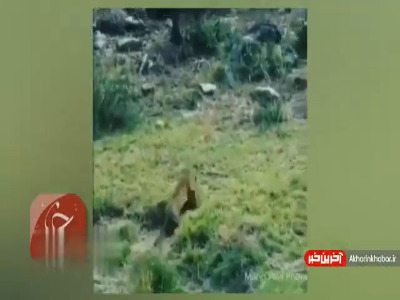 حرکت آکروباتیک پلنگ برای شکار آهو