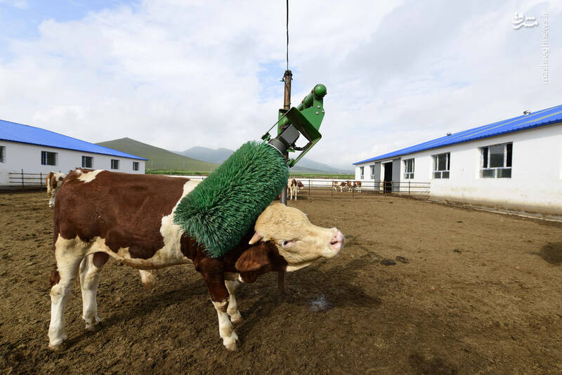 شستشوی گاوها در چین