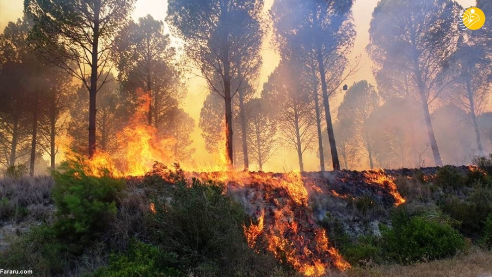 آتش سوزی گسترده در مناطق جنگلی ترکیه