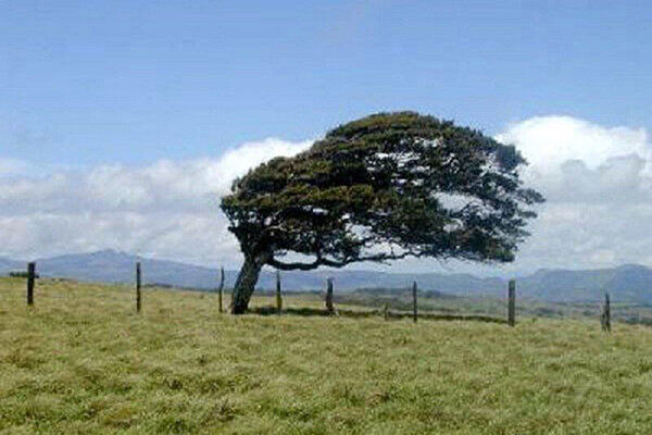 وزش تندبادهای لحظهای پدیده غالب جوی در کرمان