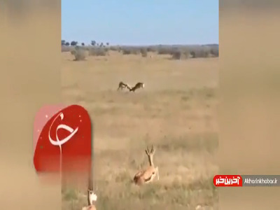 دعوای دو گوزن آنها را به طعمه یک ببر تبدیل کرد