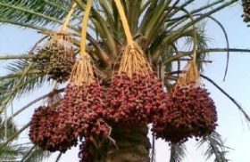 برداشت نوبرانه خارَک و رطب در گراش