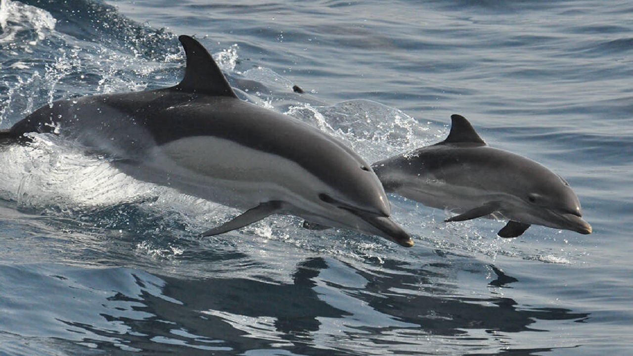 کشف ویروس جدید کرونا در دلفین‌ها