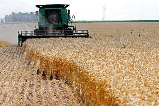 کاهش تولید جهانی برنج، گندم و ذرت بخاطر شیوع کرونا