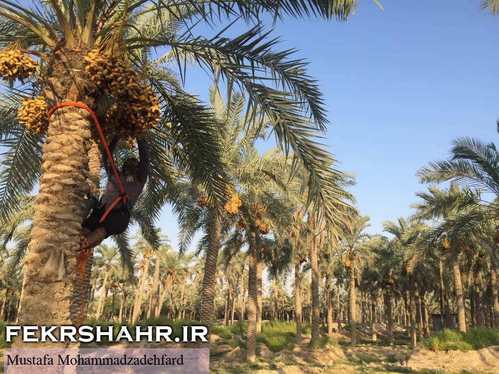 عکس/ برداشت رطب و نیمخون در برازجان
