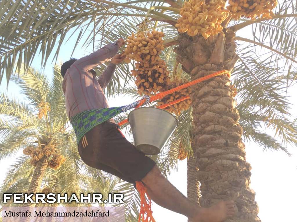 عکس/ برداشت رطب و نیمخون در برازجان