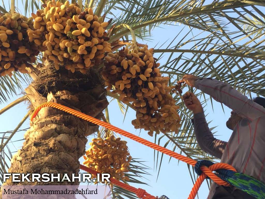 عکس/ برداشت رطب و نیمخون در برازجان
