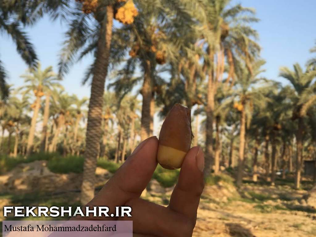 عکس/ برداشت رطب و نیمخون در برازجان