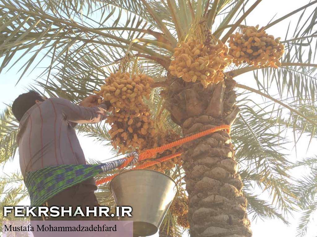 عکس/ برداشت رطب و نیمخون در برازجان