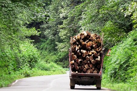 کشف ۳۱ تن چوب جنگلی قاچاق در سیاهکل