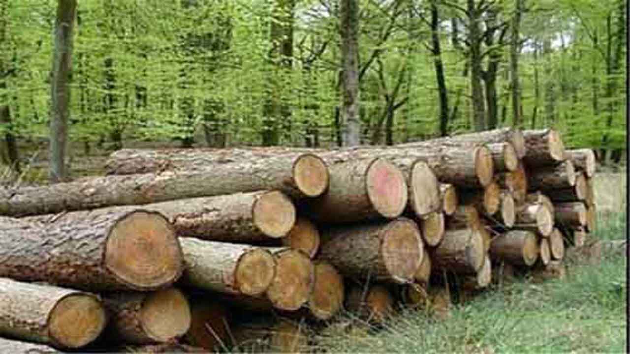 کشف چوب آلات جنگلی قاچاق در عباس آباد