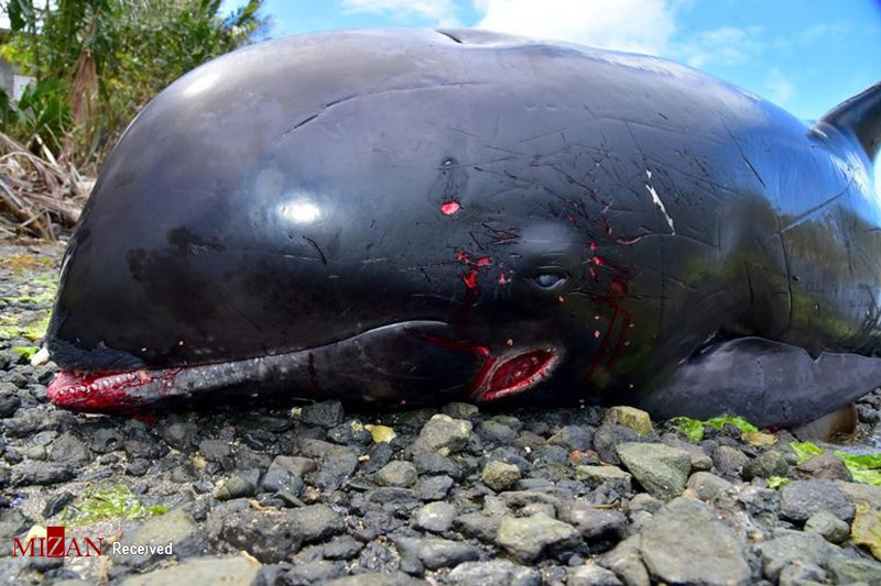 مرگ دلفین‌ها در ساحل موریس بر اثر آلودگی نفتی دریا!
