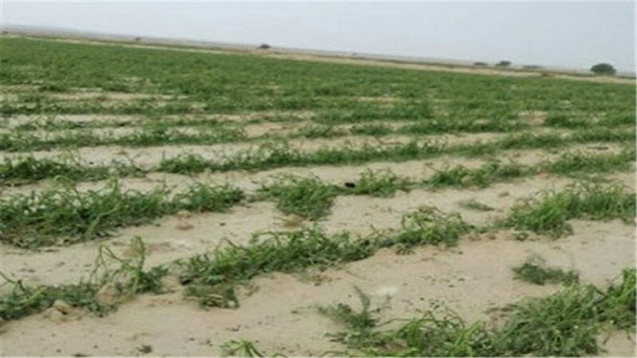 خسارت ۵۰ میلیارد تومانی سیل به بخش کشاورزی شهرستان بیرجند