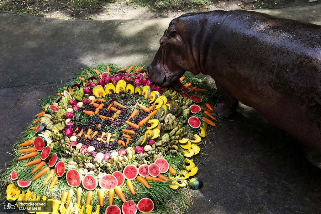 جشن تولد 55 سالگی یک اسب آبی در تایلند