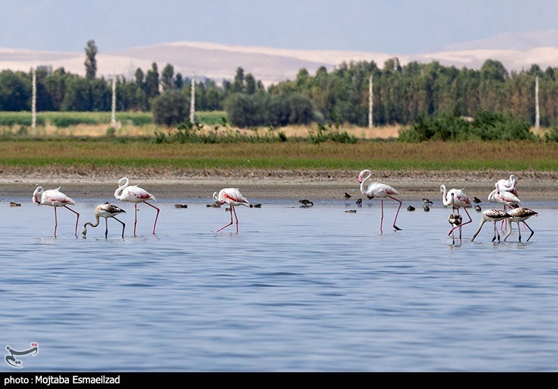 فلامینگو های مهاجر در تالاب بین المللی «درگه سنگی»