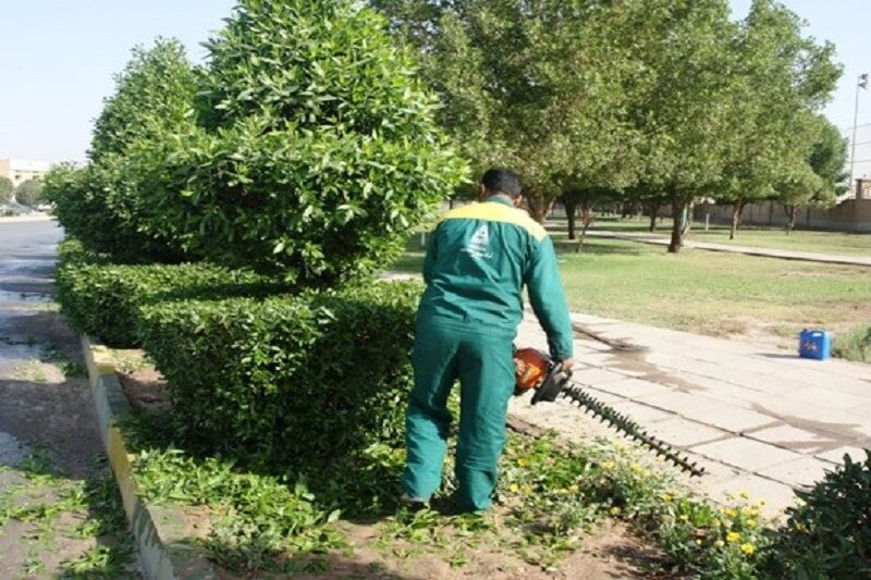۱۱۵ هزار اصله درخت کنوکارپوس در اهواز هرس میشوند
