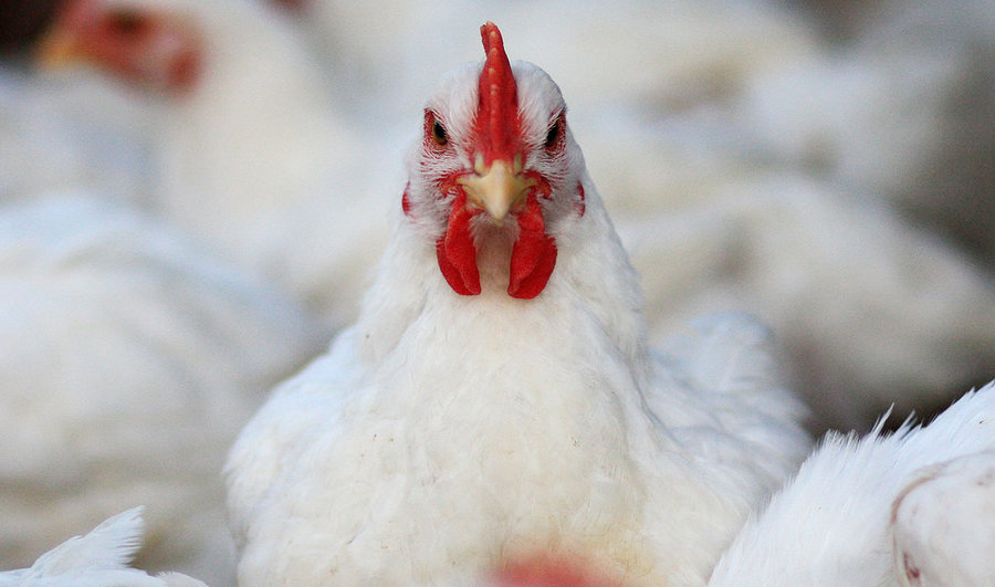 پرواز قیمت مرغ صدای تولیدکنندگان را درآورد