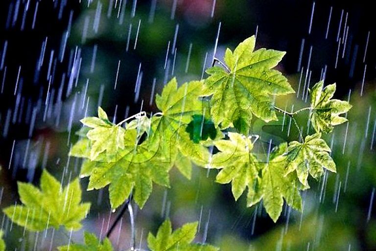 باران مهمان بوشهر میشود
