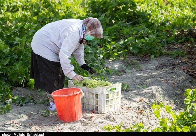 فصل برداشت انگور در ارومیه به‌روایت تصویر