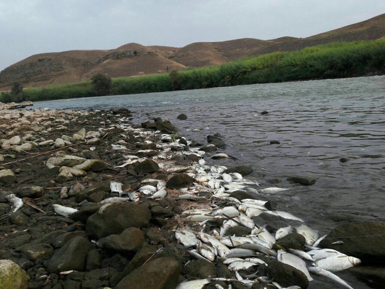 تلف شدن صدها قطعه ماهی با شوک الکتریکی