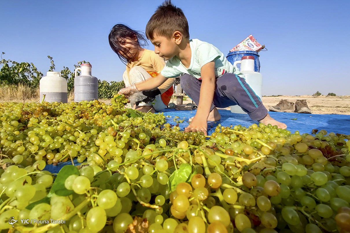 برداشت انگور در قزوین