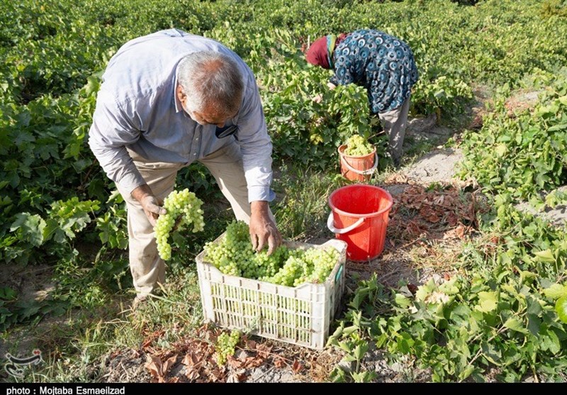 فصل برداشت انگور در ارومیه به‌روایت تصویر