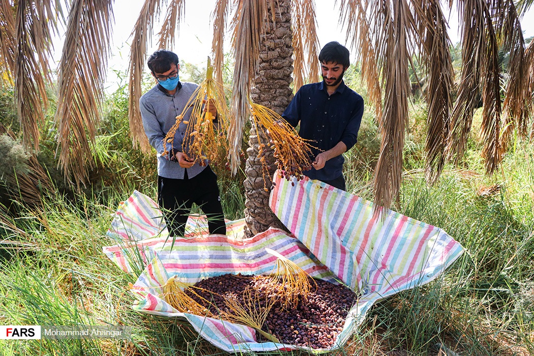 برداشت خرمای استعمران در شادگان