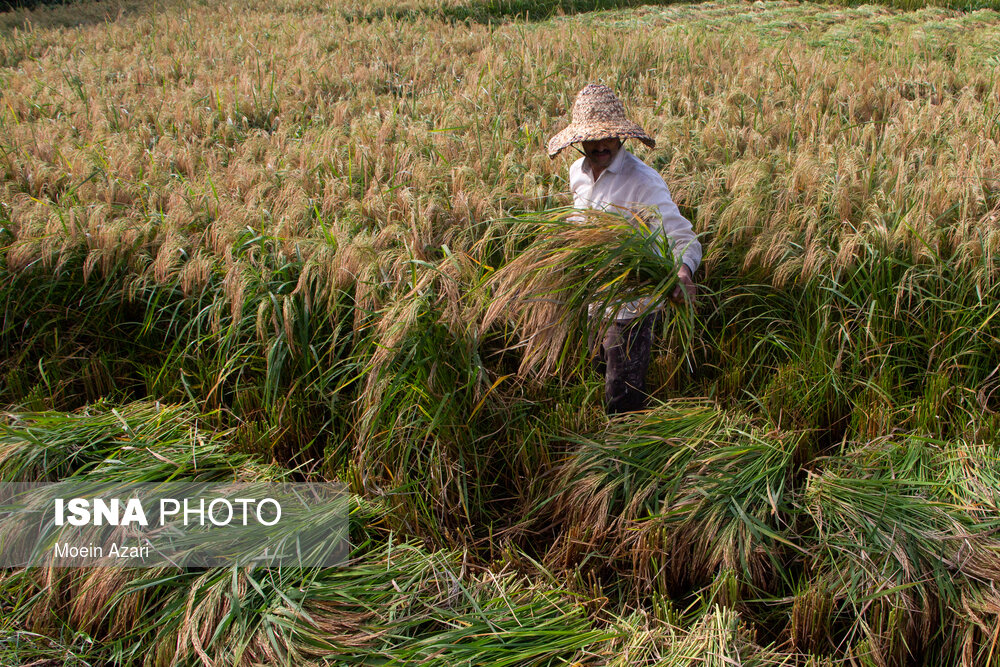 روزهای پر رنج برداشت برنج در گیلان