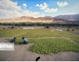 ۷۰ درصد انگور استان قزوین به کشمش تبدیل میشود