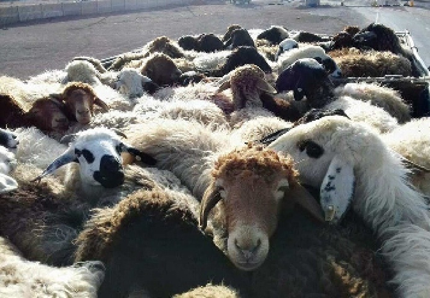کشف ۵۰ راس دام سرقتی در کبودراهنگ