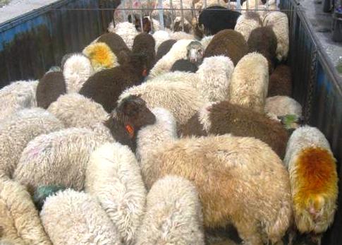 کشف گوسفندهای قاچاق در لارستان