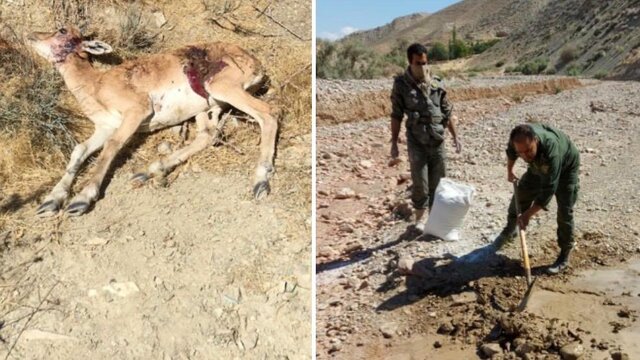 احتمال ابتلای حیات وحش تلف شده در دماوند به طاعون