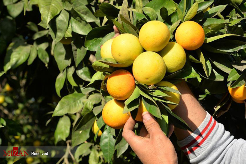 تولید نارنگی از پرتقال پیشی گرفت