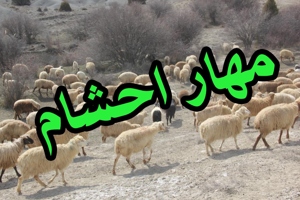 مهار بیش از 2 هزار رأس دام قاچاق در بانه