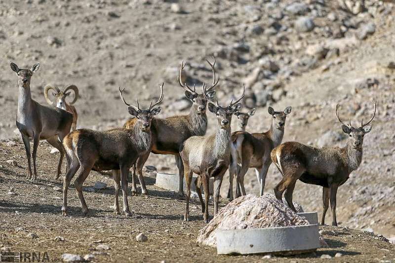 نخستین مرکز تکثیر و پرورش حیات وحش خراسان شمالی مجوز گرفت