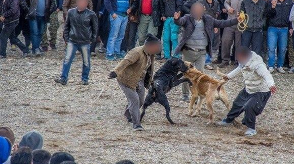 دستگیری عامل حیوان آزاری در بوکان
