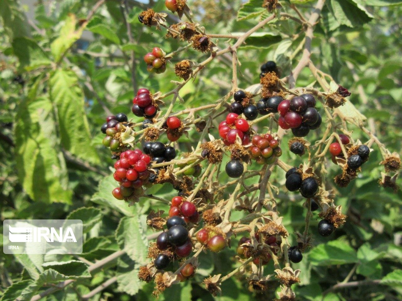 میوه تمشک در مراتع بیله‌سوار