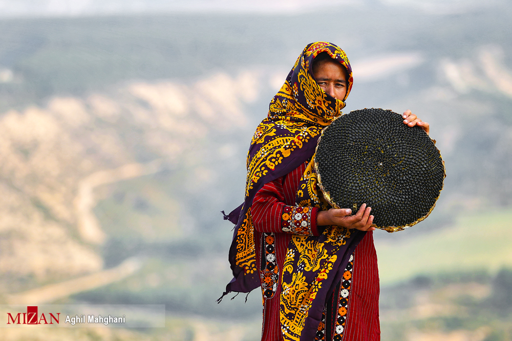 برداشت گل آفتابگردان در گلستان