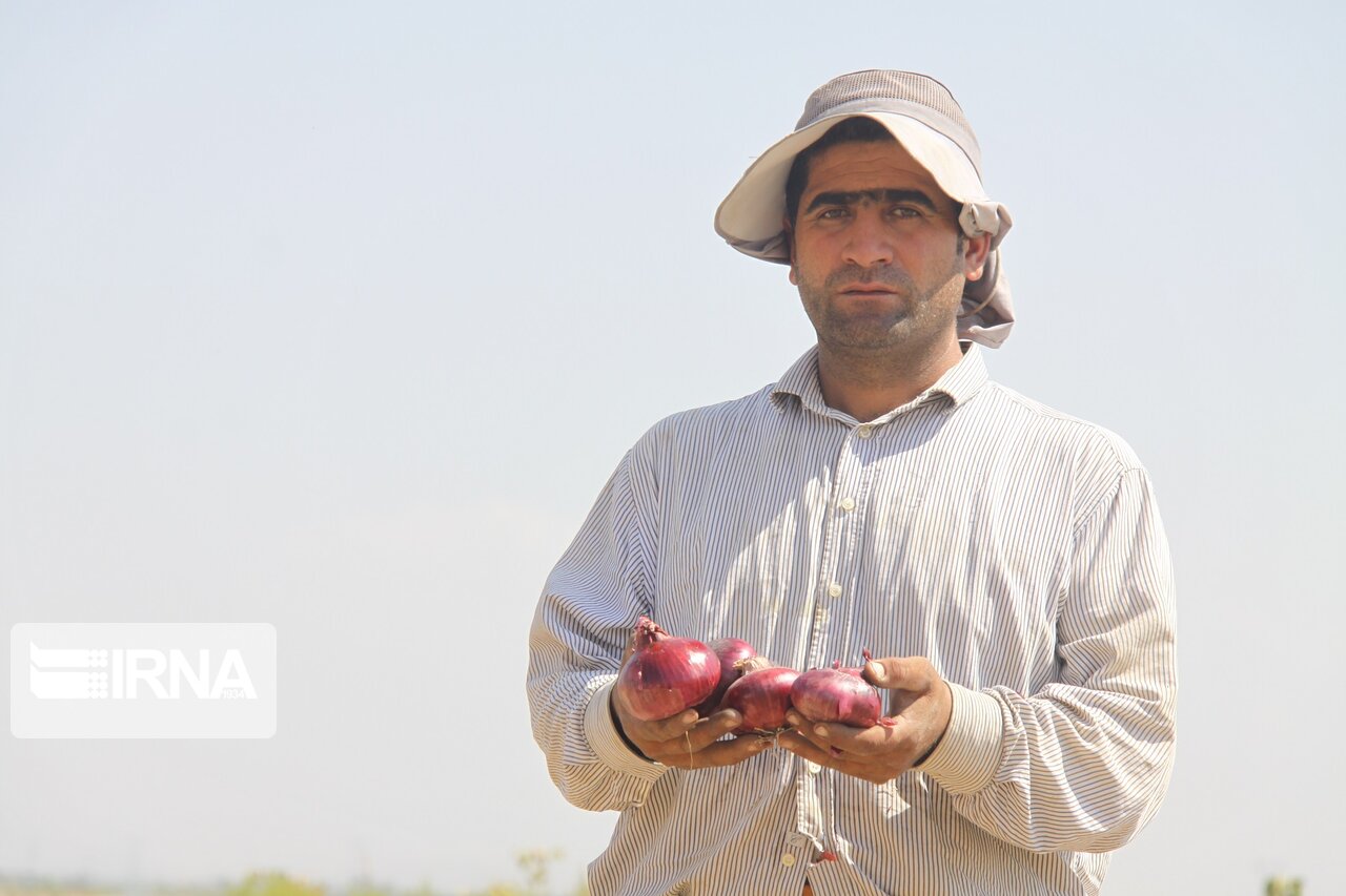 برداشت پیاز از مزارع مهاباد