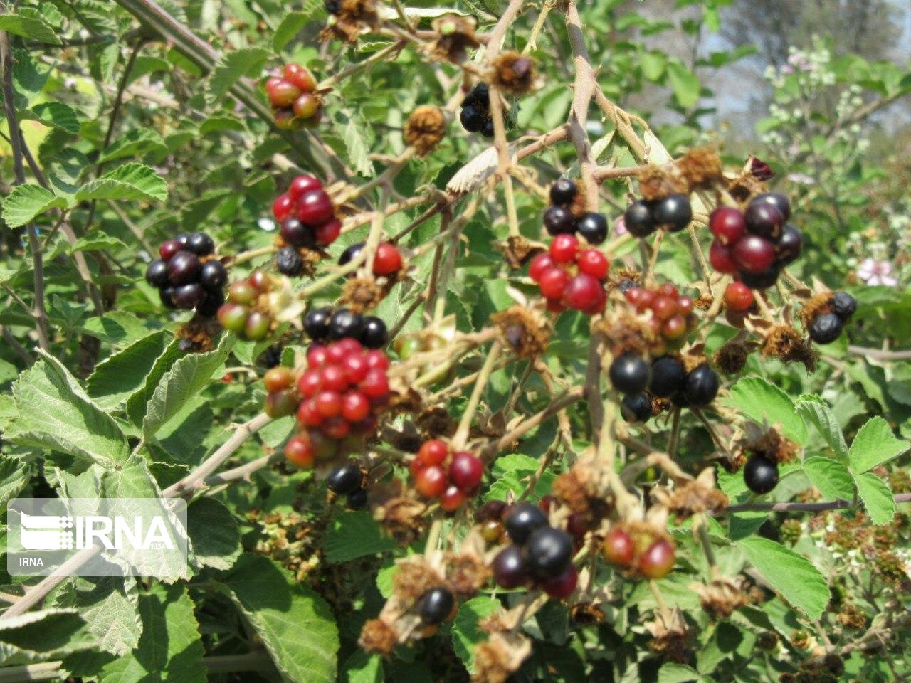 میوه تمشک در مراتع بیله‌سوار