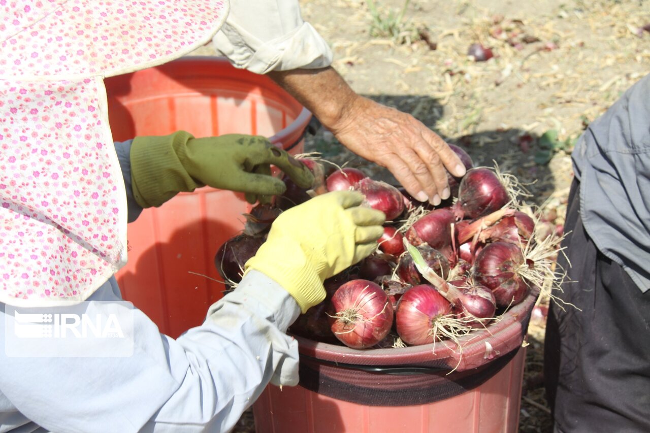 برداشت پیاز از مزارع مهاباد