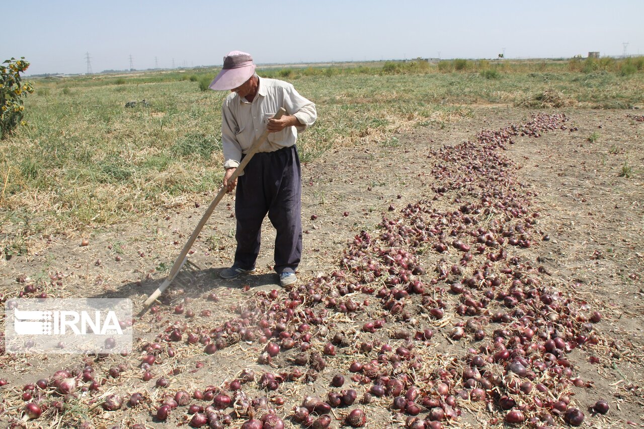 برداشت پیاز از مزارع مهاباد