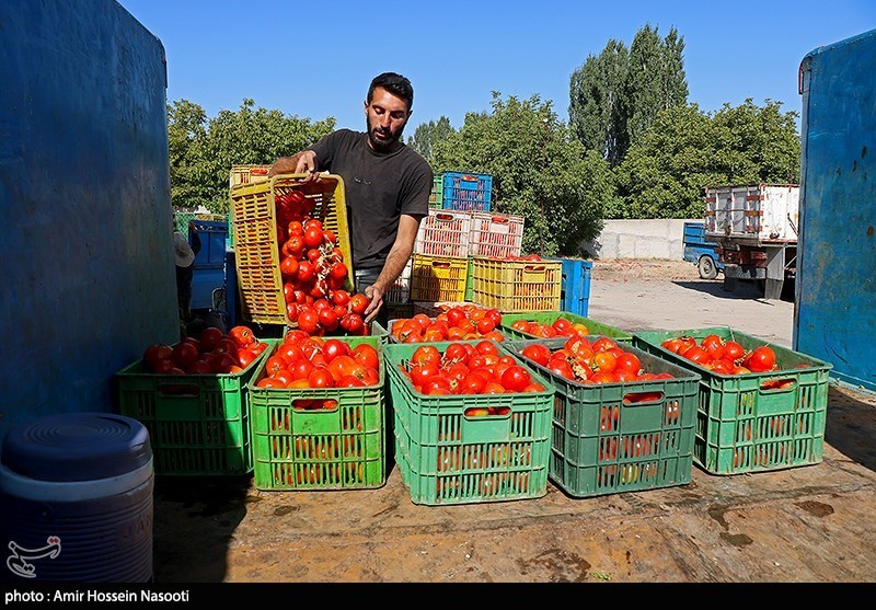 برداشت گوجه فرنگی از مزارع استان زنجان