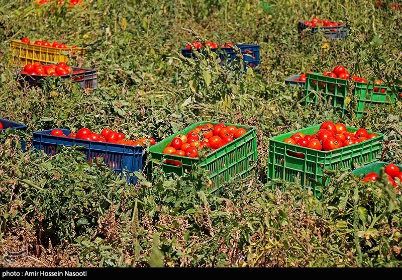 برداشت گوجه فرنگی از مزارع استان زنجان
