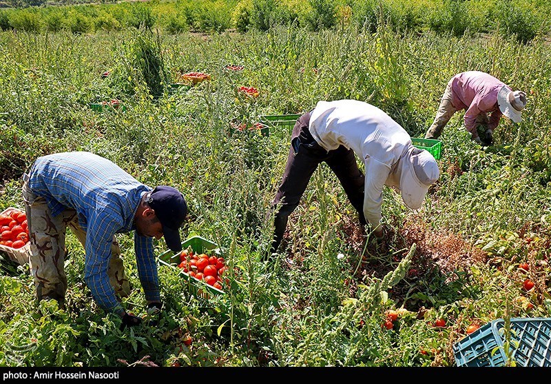 برداشت گوجه فرنگی از مزارع استان زنجان