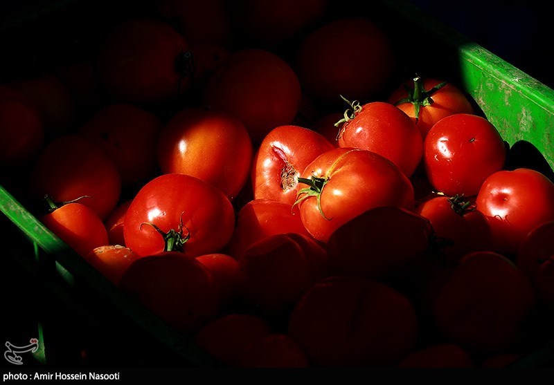 برداشت گوجه فرنگی از مزارع استان زنجان