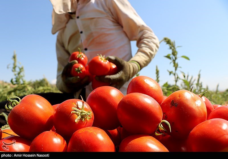 برداشت گوجه فرنگی از مزارع استان زنجان