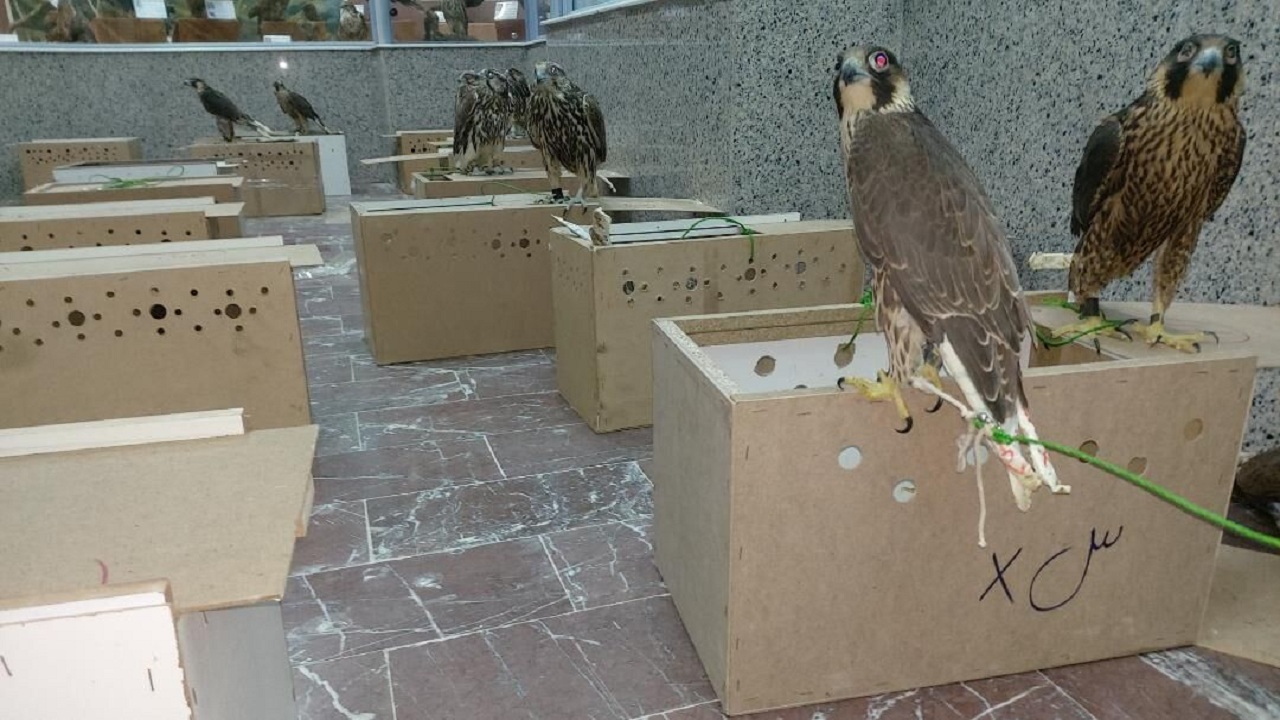 کشف دومین محموله بزرگ پرندگان شکاری در استان بوشهر