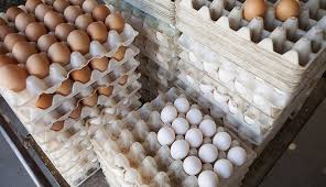 نرخ تخم مرغ هر شانه ٢٦ هزار تومان تعیین شد