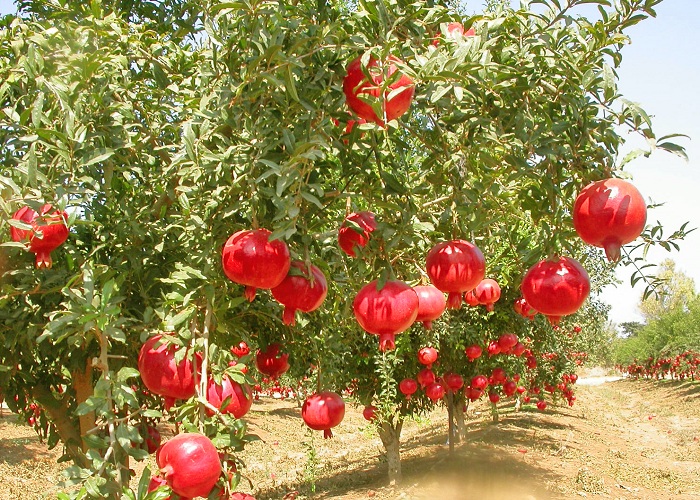 داستانک/ آبروی مومن